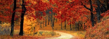 Red maple trees along a gravel path in the fall