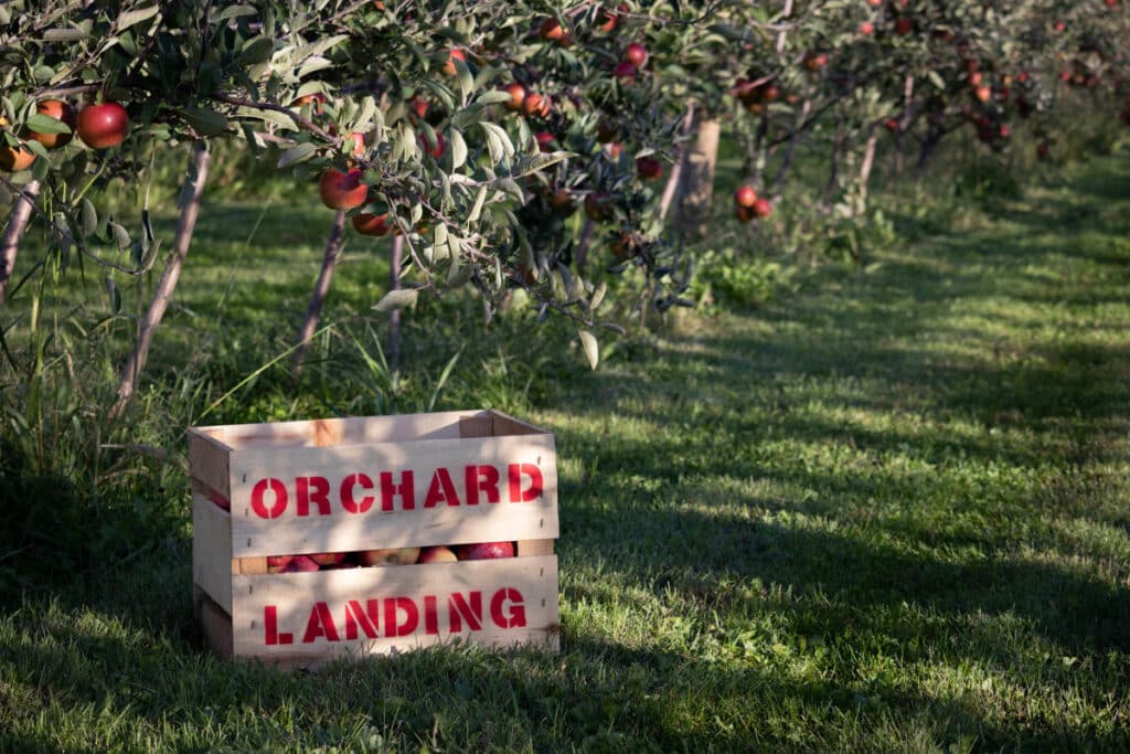 A wooden apple crate labeled orchard landing sits on the ground in front of apple trees with green leaves and red apples hanging from them